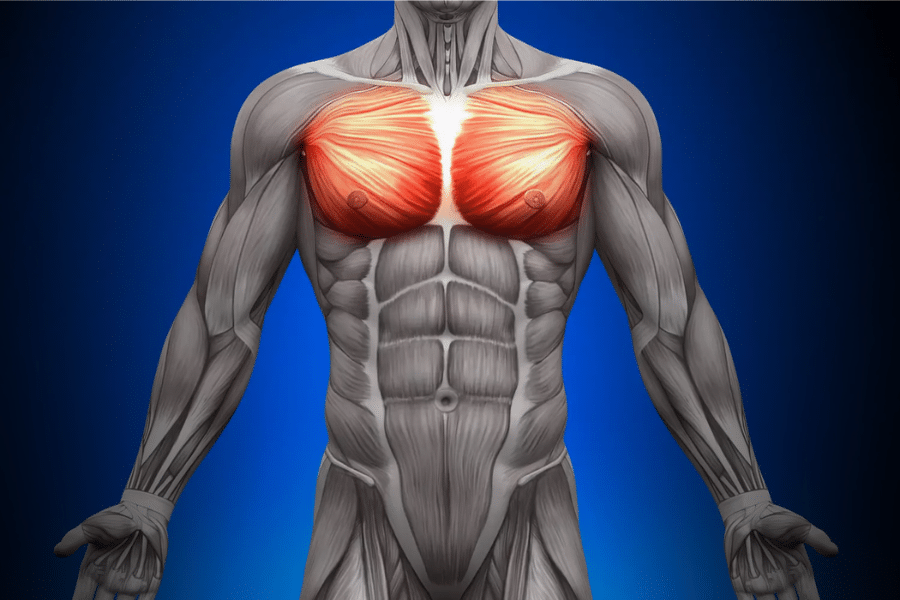 Muscle grand pectoral